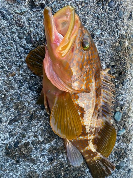 キジハタ狙い！