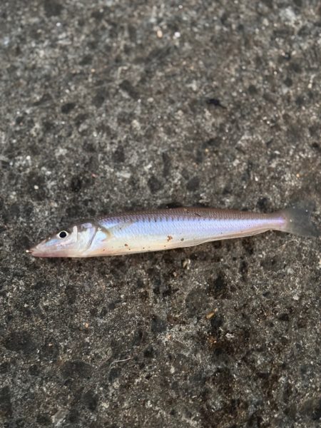 キスならたくさん