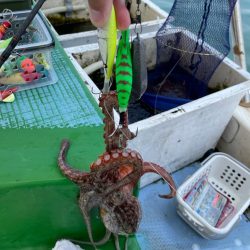 マダコ釣り