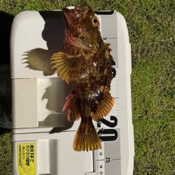 釣れてよかった