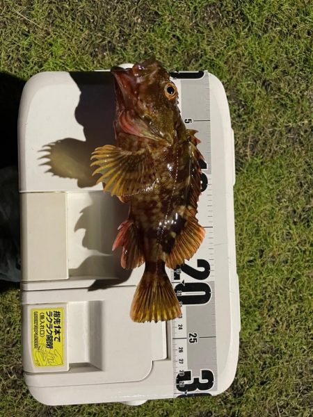 釣れてよかった