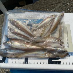 シロギスタ:ようやく通常運行？