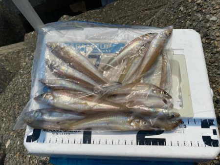 シロギスタ:ようやく通常運行？