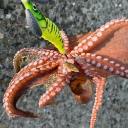 出勤前のオクトパッシング🐙