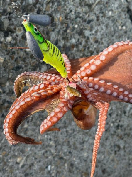 出勤前のオクトパッシング🐙