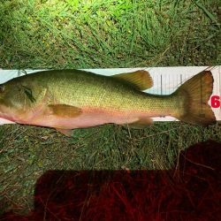 ロングワームでグッドサイズ！