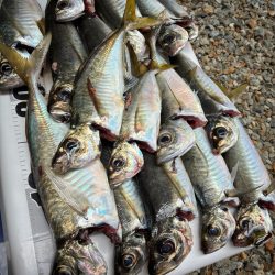 アジは味がいいからアジという。