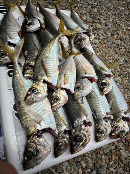 アジは味がいいからアジという。