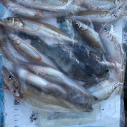 シロギスタ:棚からボタグレ