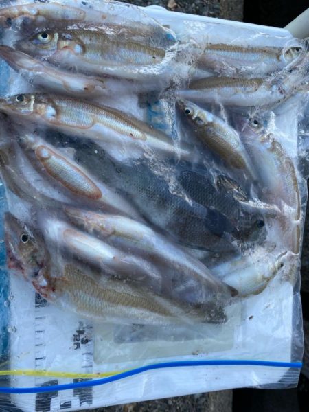 シロギスタ:棚からボタグレ