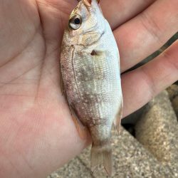 今年のアマモは絶好調