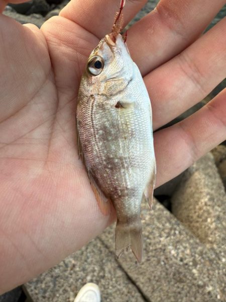 今年のアマモは絶好調