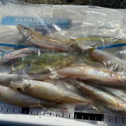 シロギスタ:短時間でボチボチと