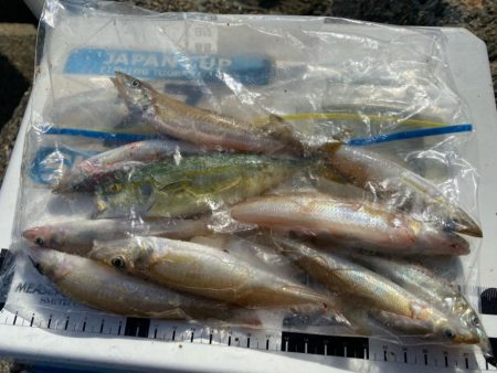 シロギスタ:短時間でボチボチと