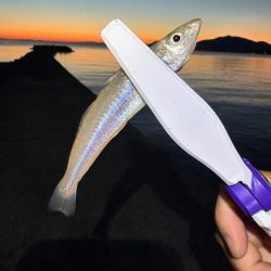 朝マヅメキス釣査