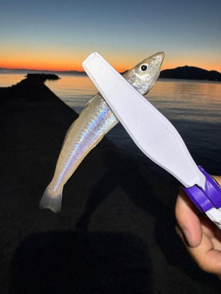 朝マヅメキス釣査