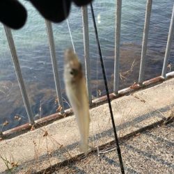 キスのランガン