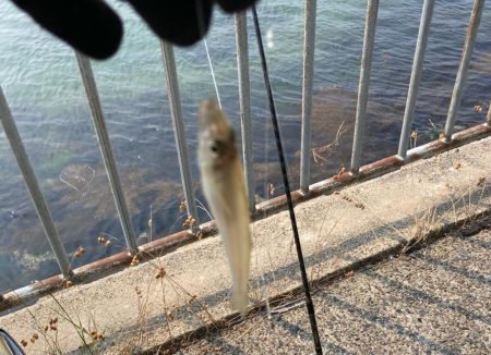 キスのランガン