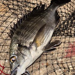 ヘチってきました