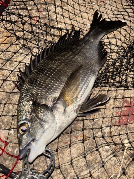 ヘチってきました