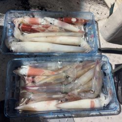 越前イカメタル