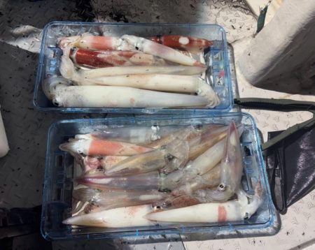 越前イカメタル