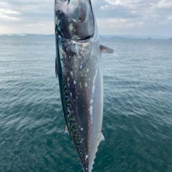 ソウダガツオとシオ