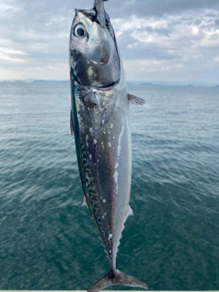 ソウダガツオとシオ