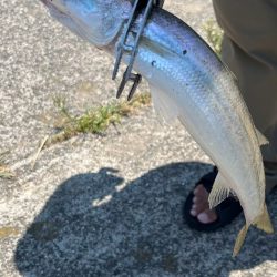 美味しいカマス╰(*´︶`*)╯♡