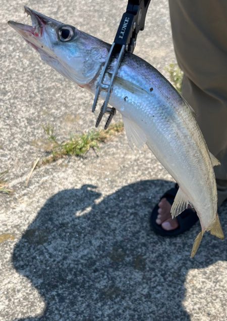 美味しいカマス╰(*´︶`*)╯♡