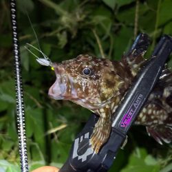 ガシラマンション発見