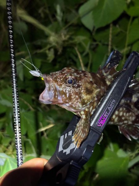 ガシラマンション発見