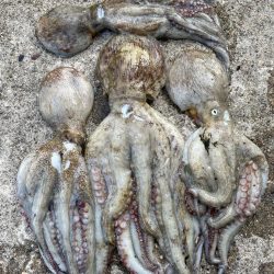 【タコフィネス】タコ1kg弱を頭に4杯で計2kg