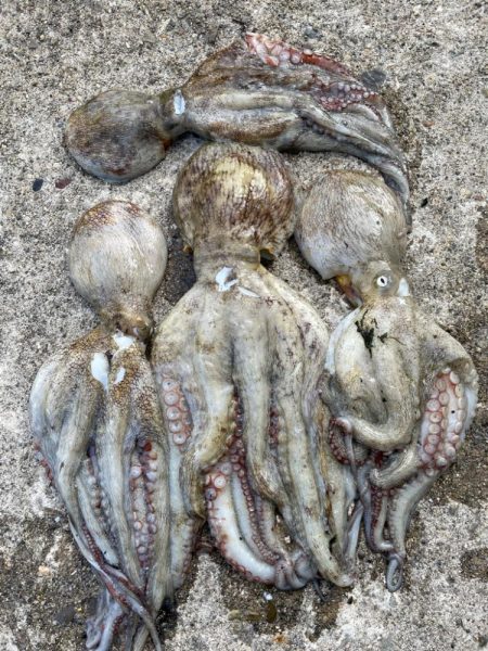 【タコフィネス】タコ1kg弱を頭に4杯で計…