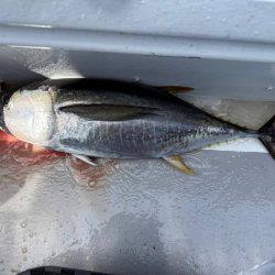 伊豆大島沖、キハダ、イワシ泳がせ