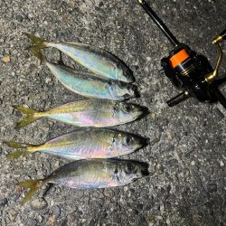 泉佐野アジング！