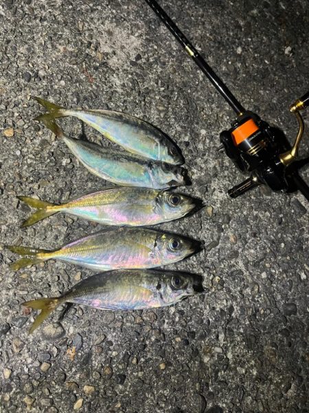 泉佐野アジング！