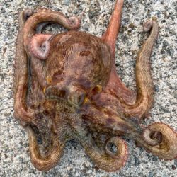 ショアタコ　15