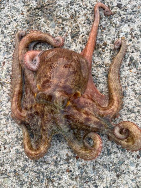 ショアタコ　15