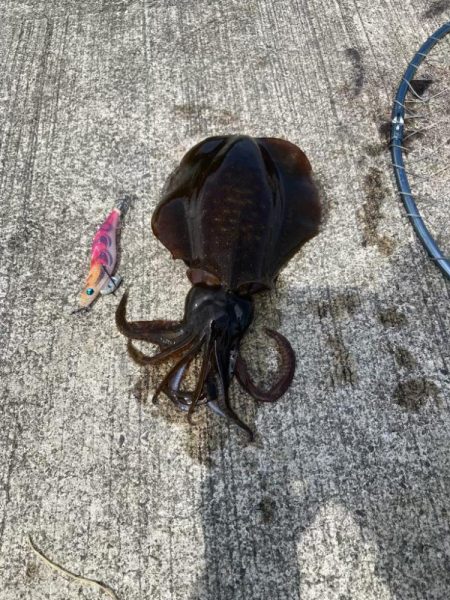 久しぶりのイカget‼︎