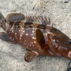 デイアコウがんばる・・・アコウ1・タコ少々