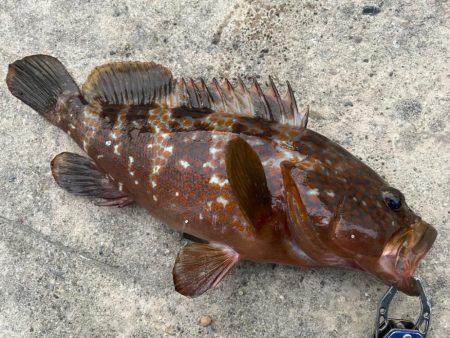 デイアコウがんばる・・・アコウ1・タコ少々…