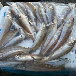 シロギスタ:油断はできないが…