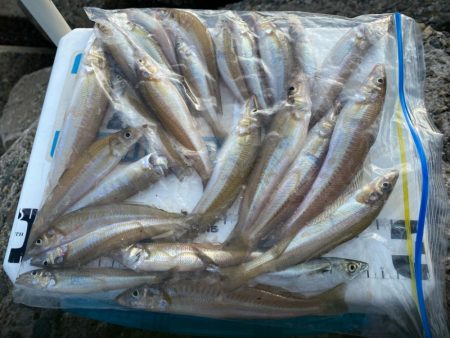 シロギスタ:油断はできないが…