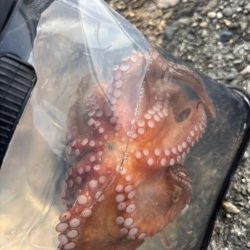 タコ陸っぱりはまだ厳しいか