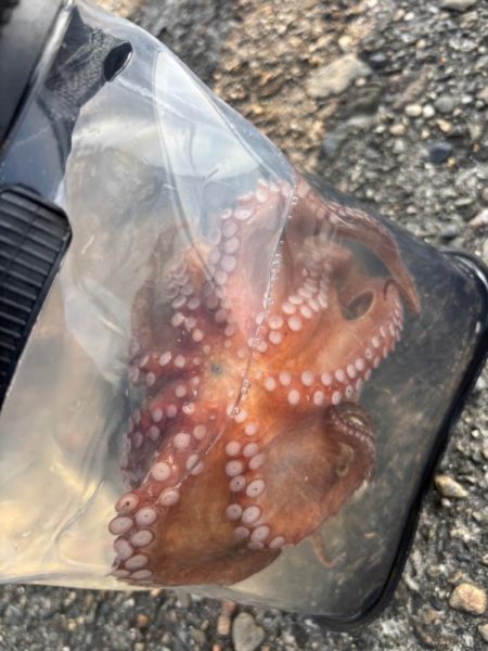 タコ陸っぱりはまだ厳しいか