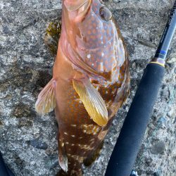 仕事前キジハタ狙い！