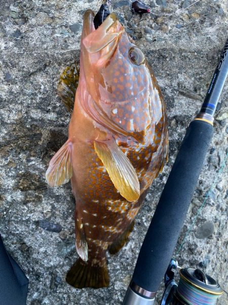 仕事前キジハタ狙い！