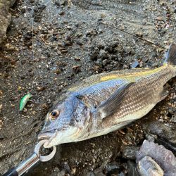 橋脚を狙ってミノーをキャスト！