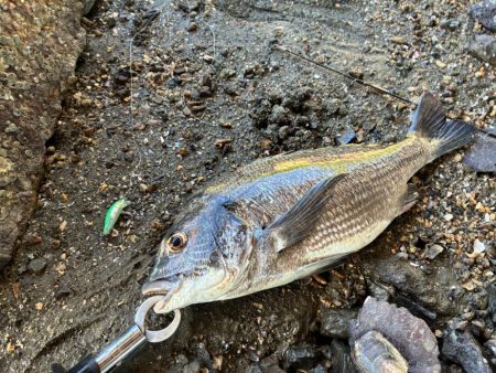 橋脚を狙ってミノーをキャスト！